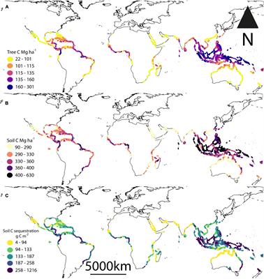 Future Mangrove Carbon Storage Under Climate Change and Deforestation